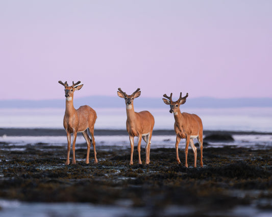 Top 10 2024: Un matin avec les cerfs