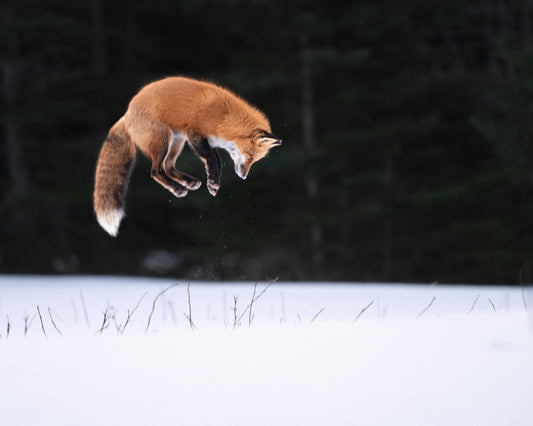 Top 10 2024: Le renard en chasse