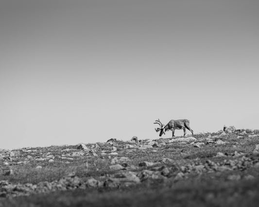 Top 10 2024: Les caribous de Gaspésie