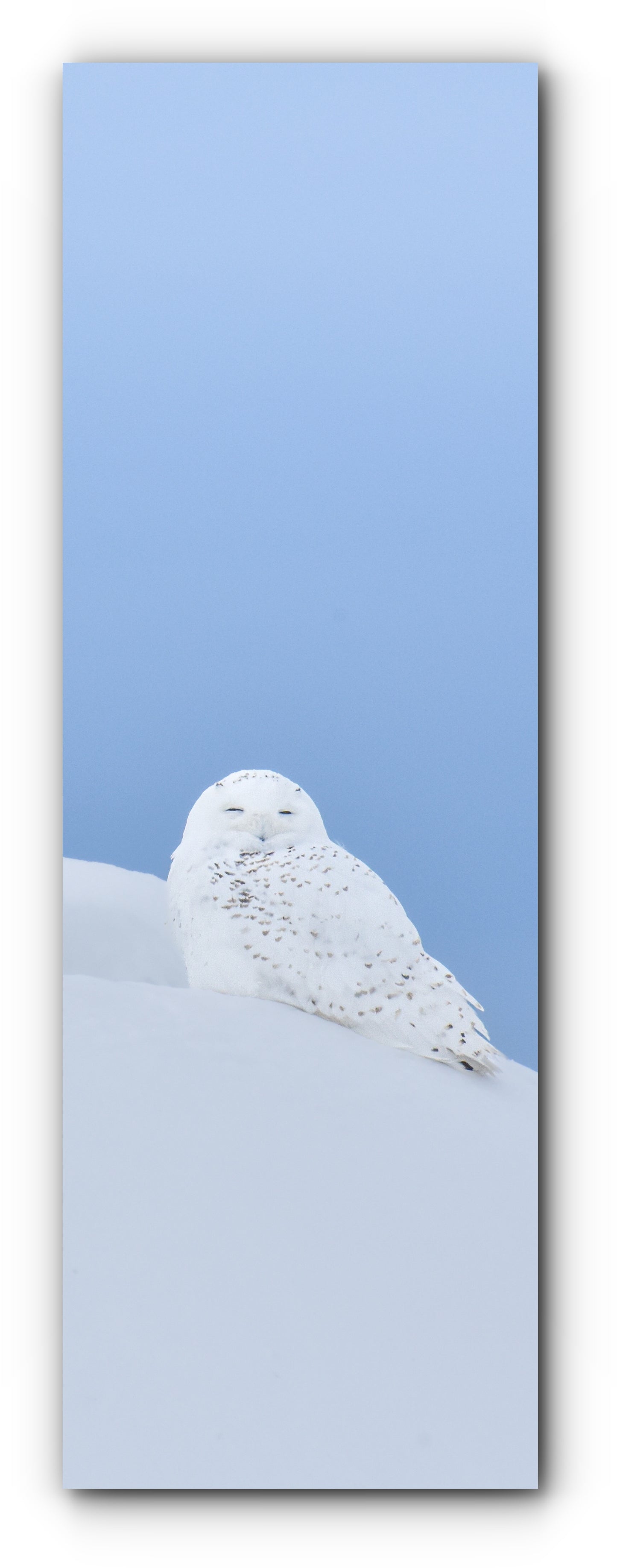 Harfang sur neige - Signet