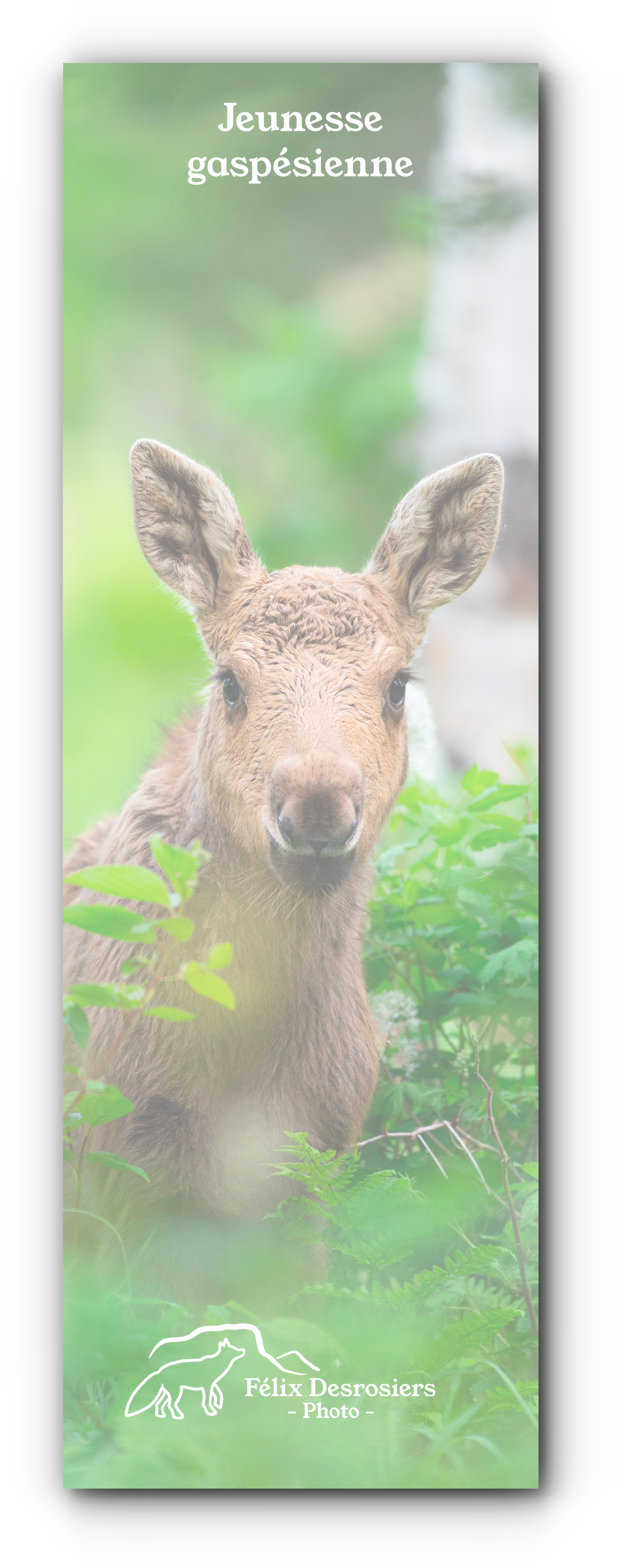 Jeunesse Gaspésienne - Signet