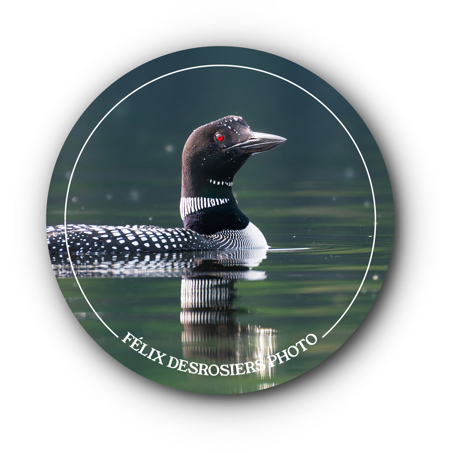 Dans l'oeil du huard - Collant