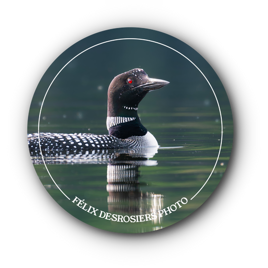 Dans l'oeil du huard - Collant