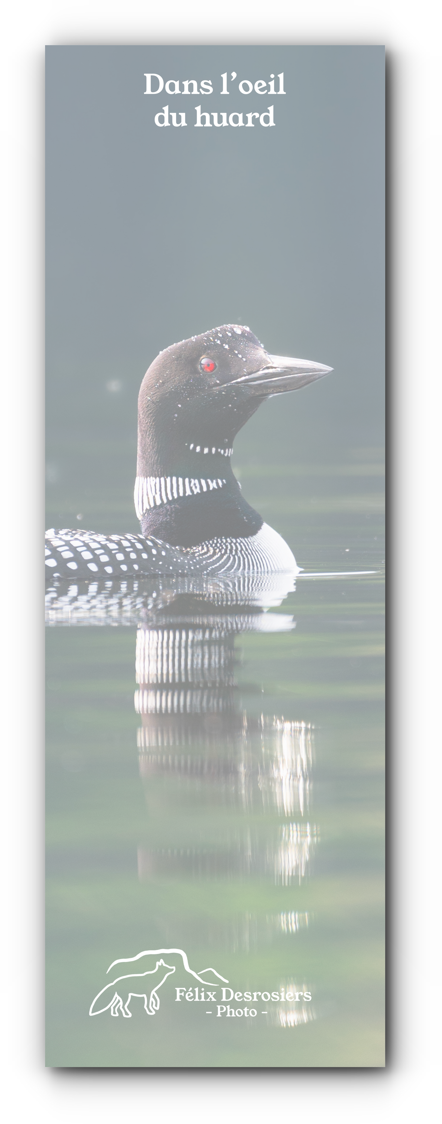 Dans l'oeil du huard - Signet