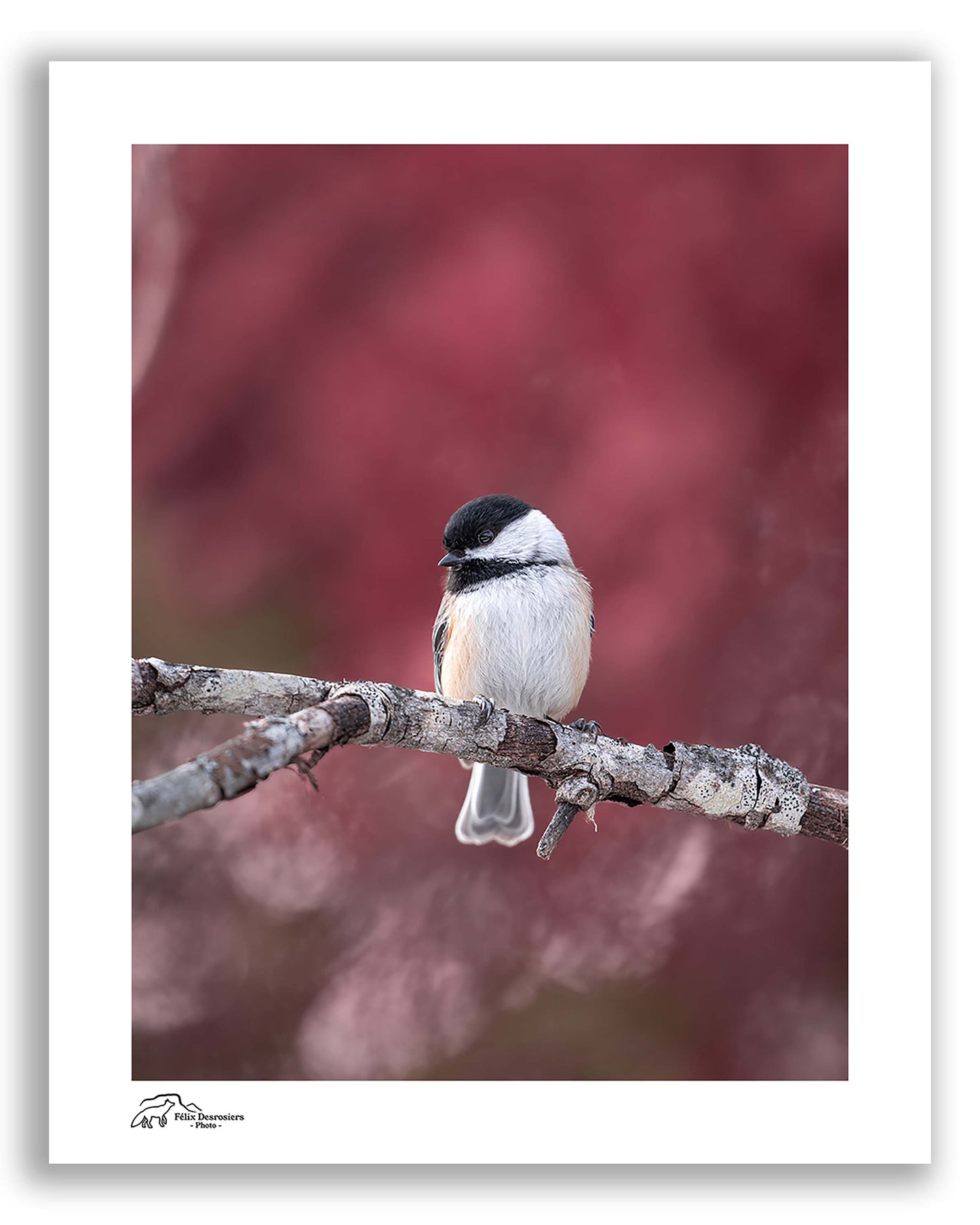 Mésange écarlate