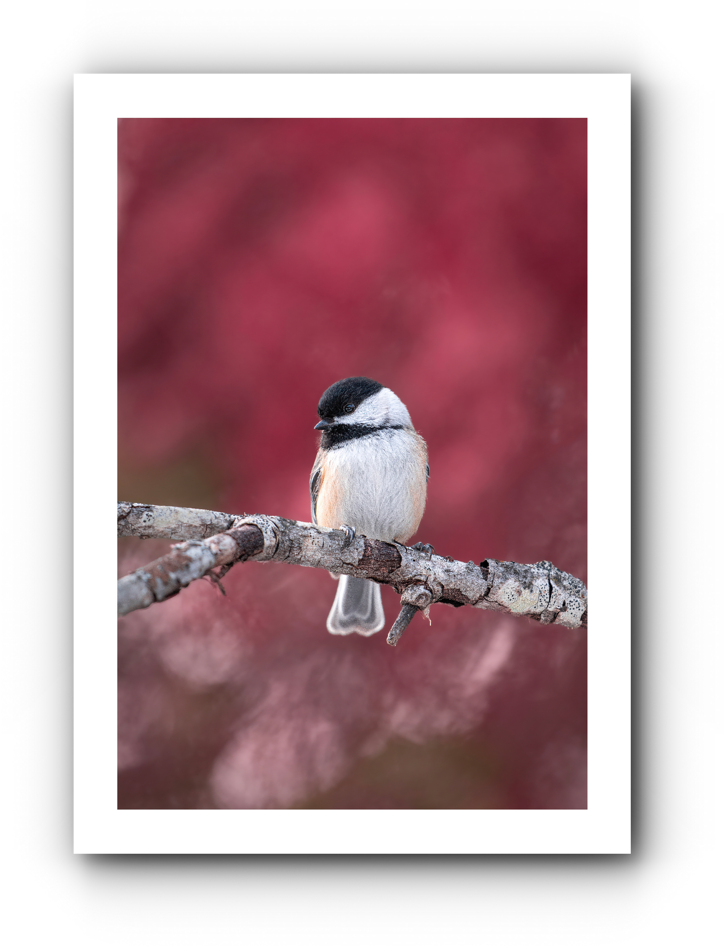 Mésange écarlate - Carte de souhait