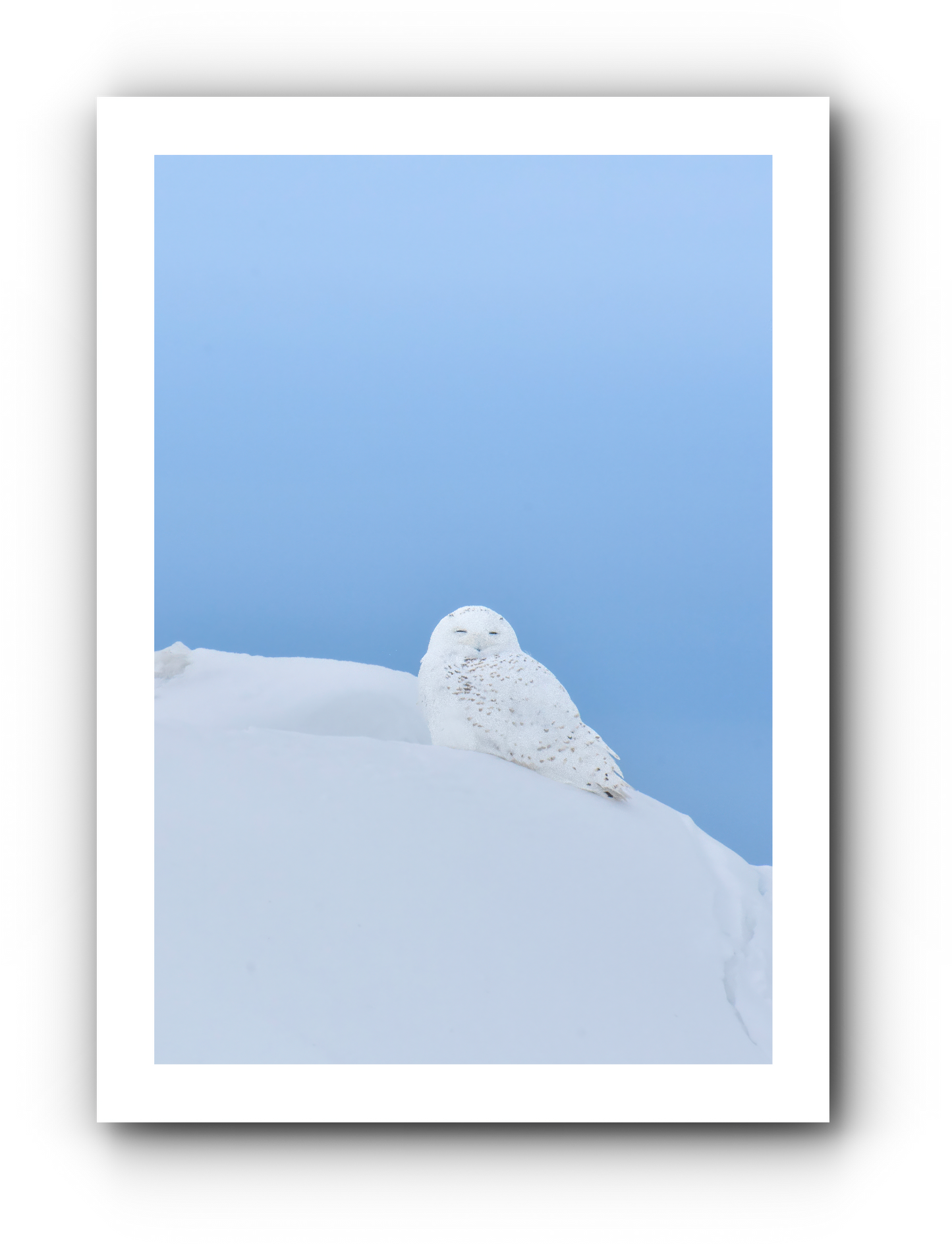 Harfang sur neige - Carte de souhait