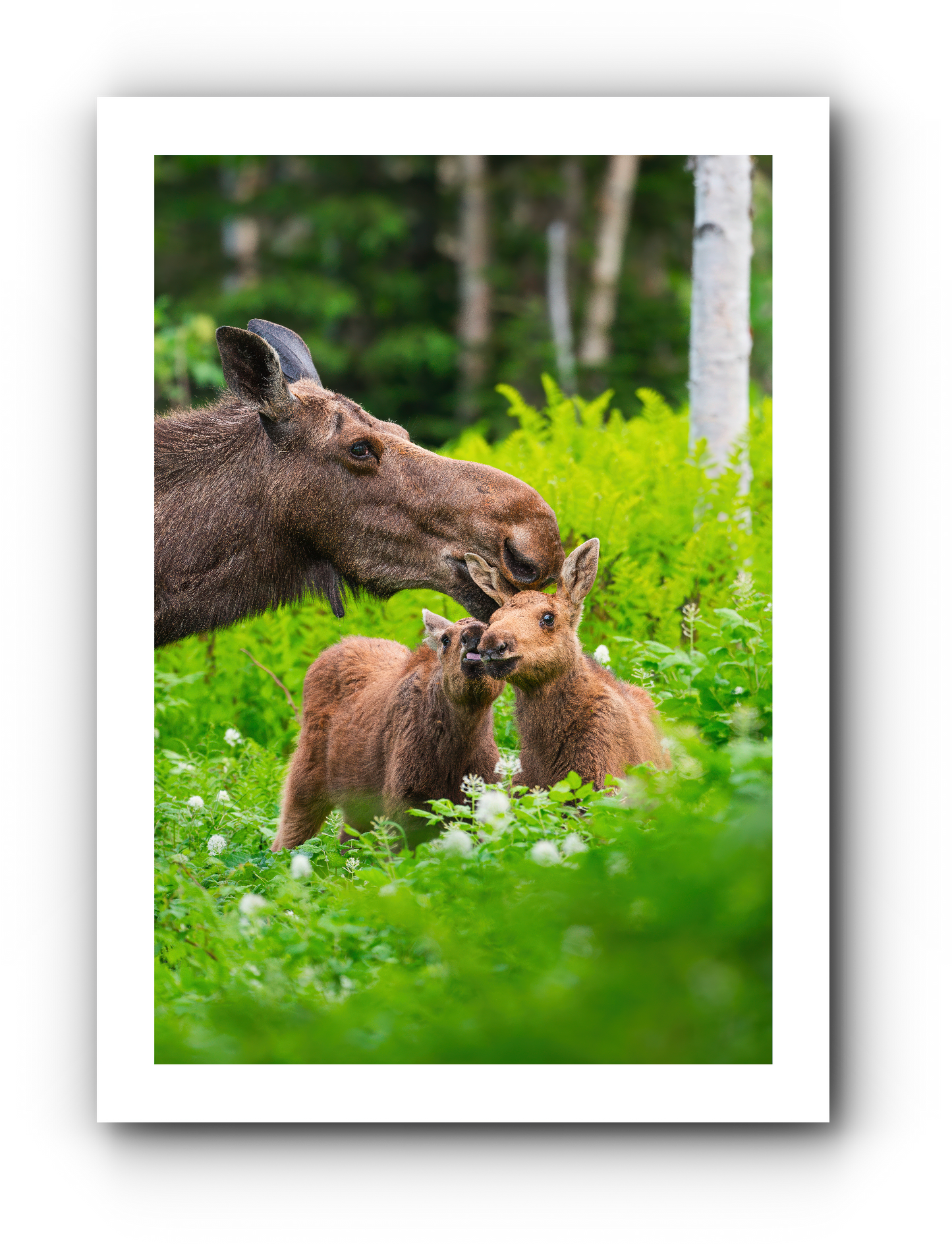 Tendresse Gaspésienne - Carte de souhait