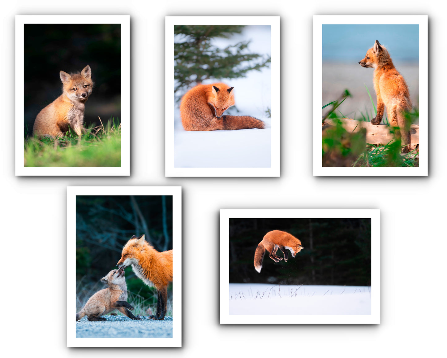 Ensemble de cartes de souhait renards (5)