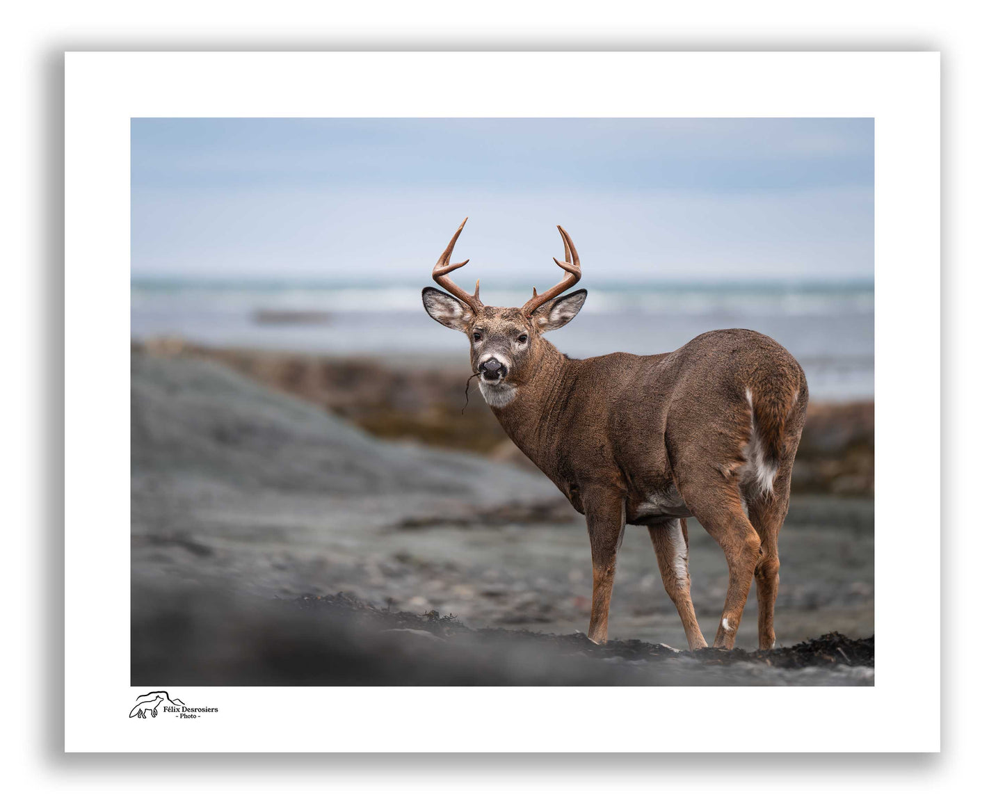 Buck des sables - Horizontal
