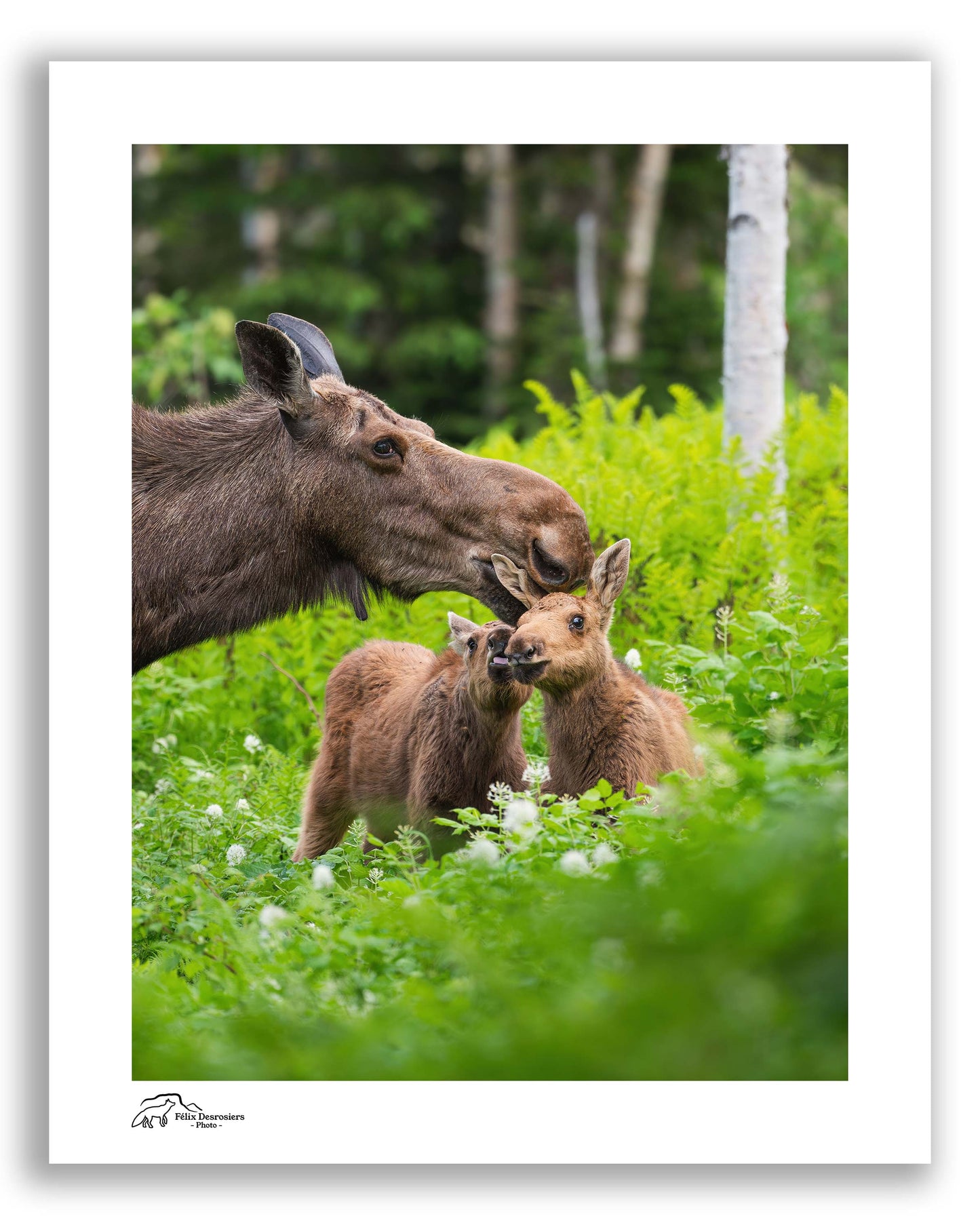 Tendresse gaspésienne