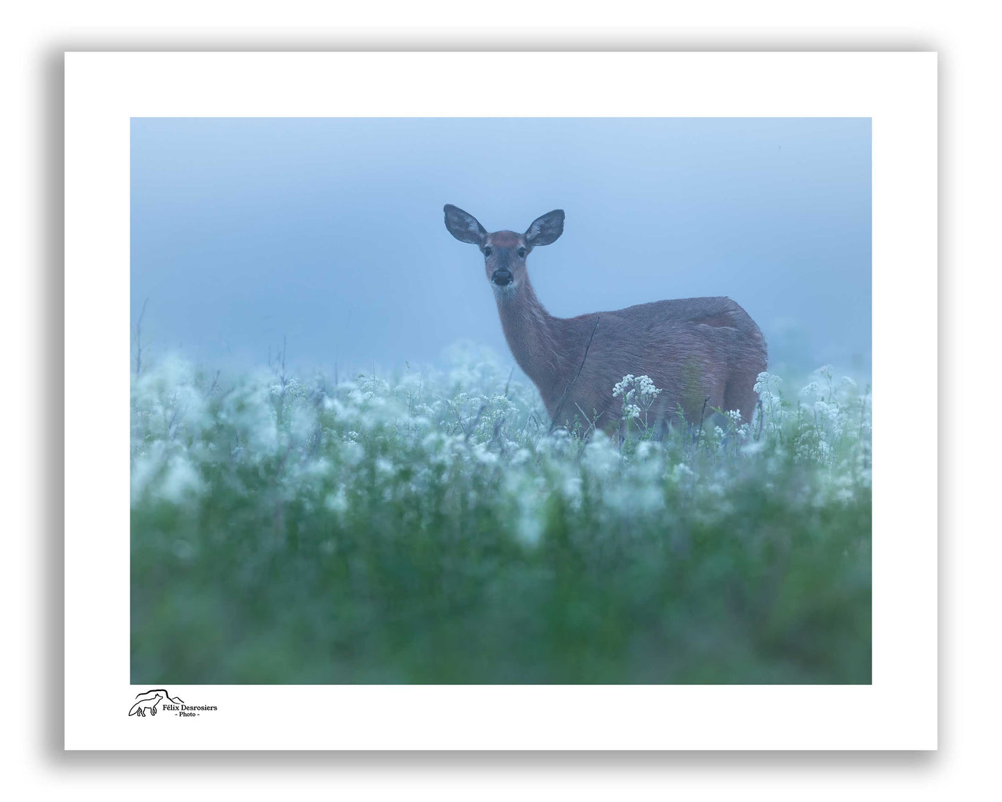 Brume à l’heure bleue