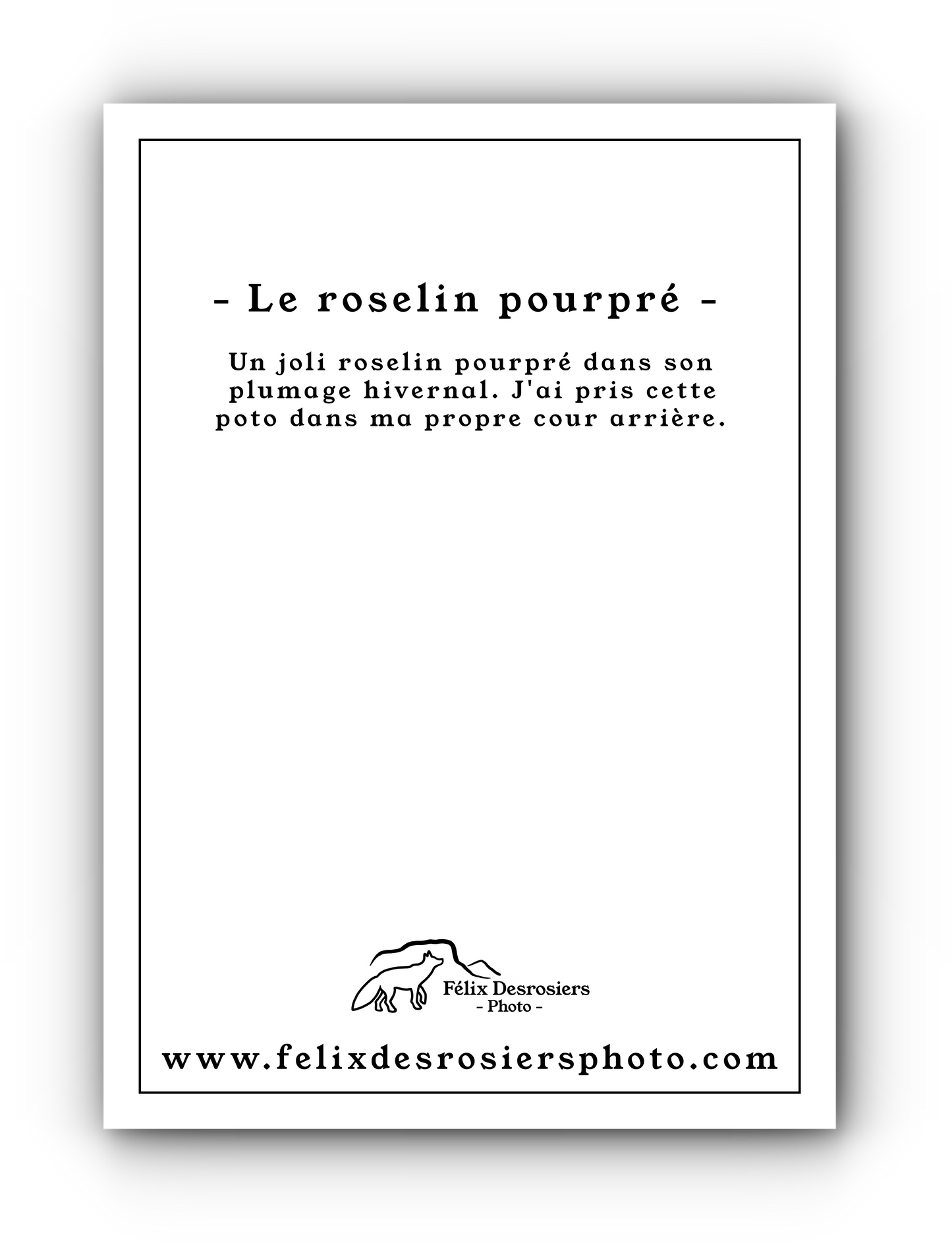 Le roselin pourpré - Carte de souhait