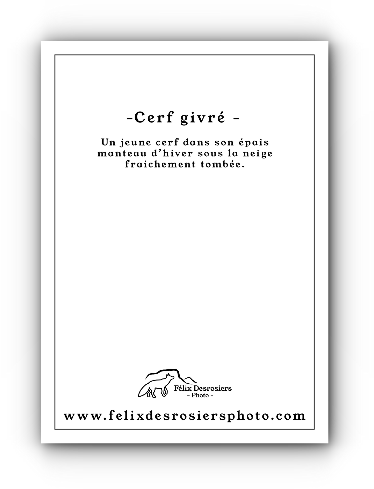 Cerf givré - Carte de souhait
