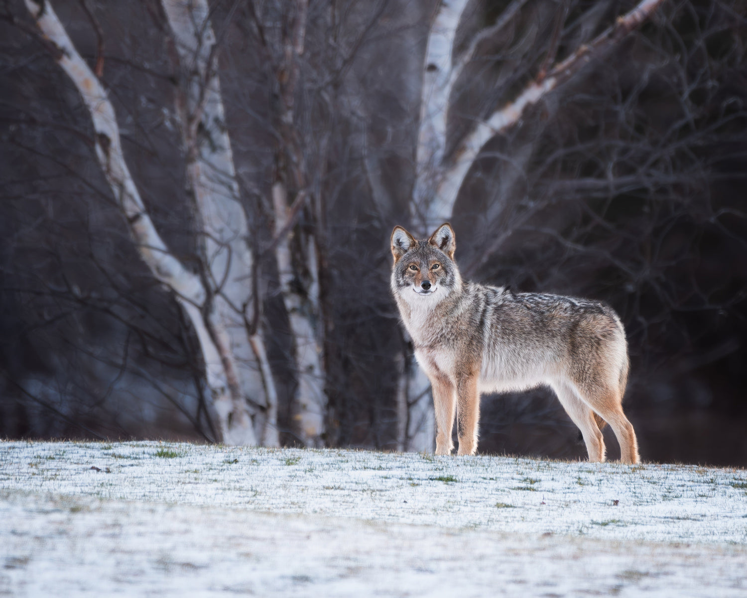 Coyotes