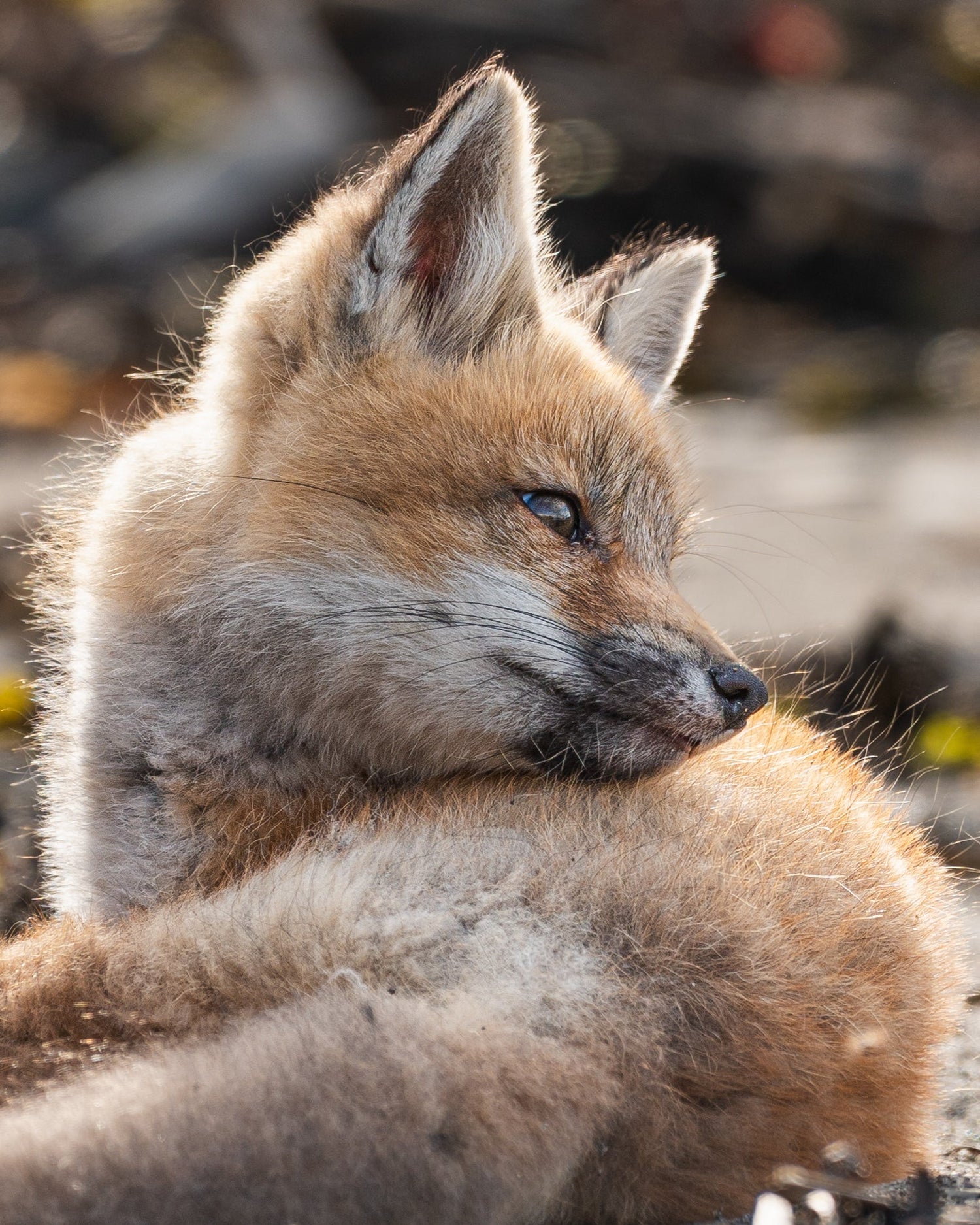 Renards