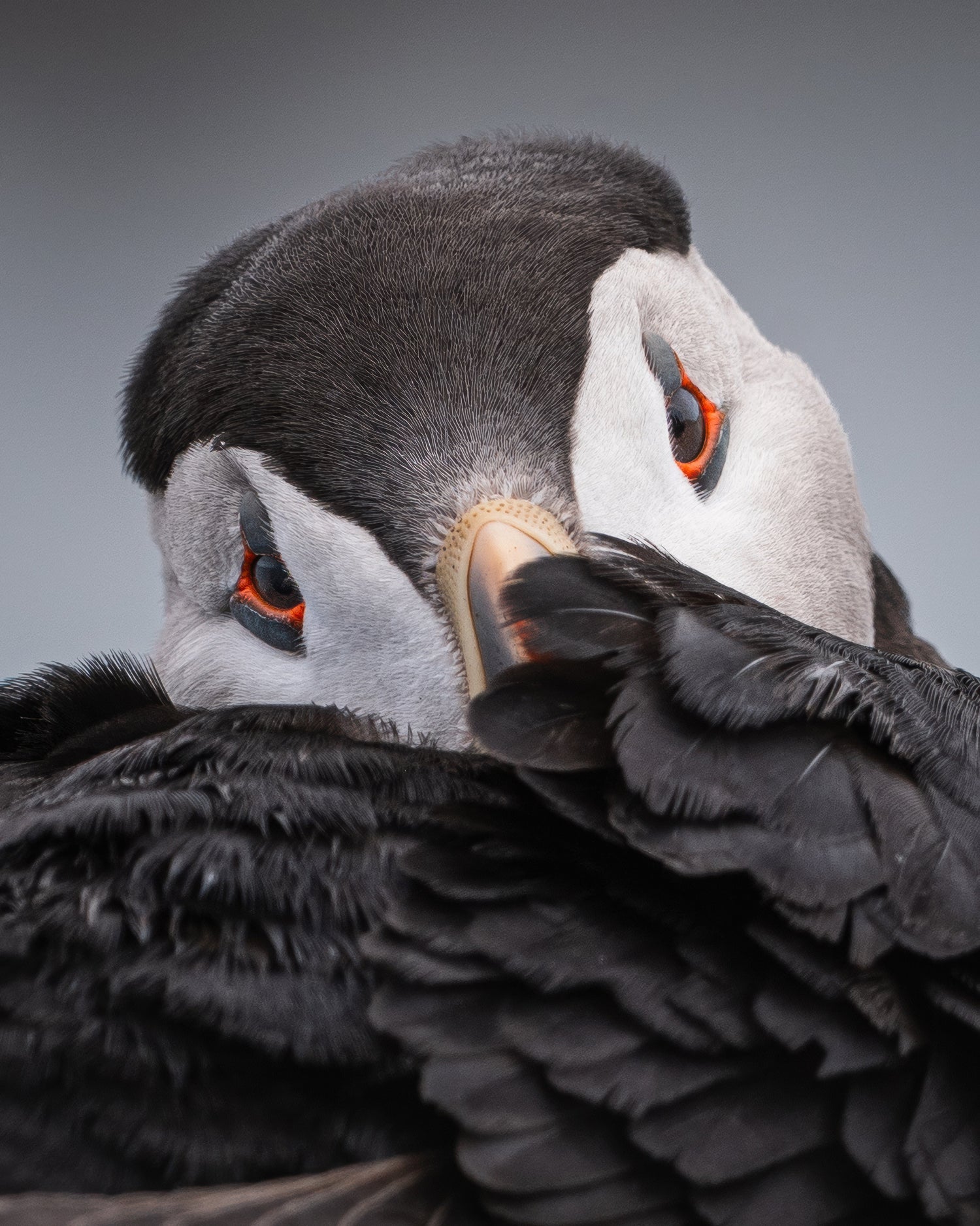 Oiseaux
