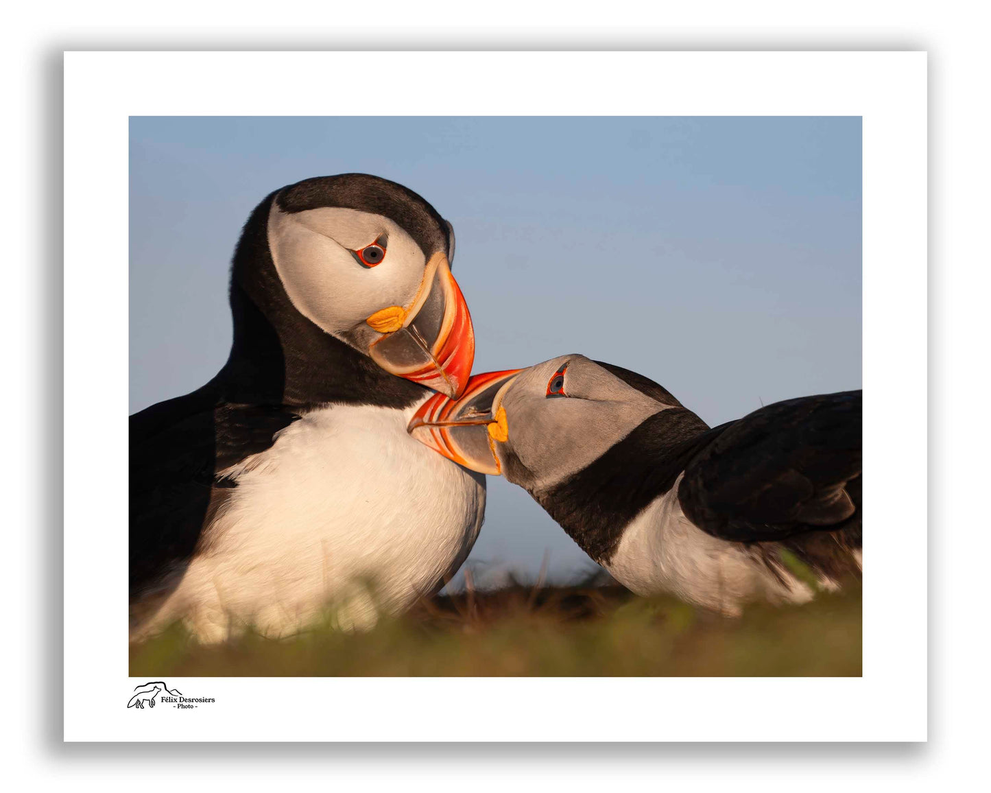 Amoureux des falaises