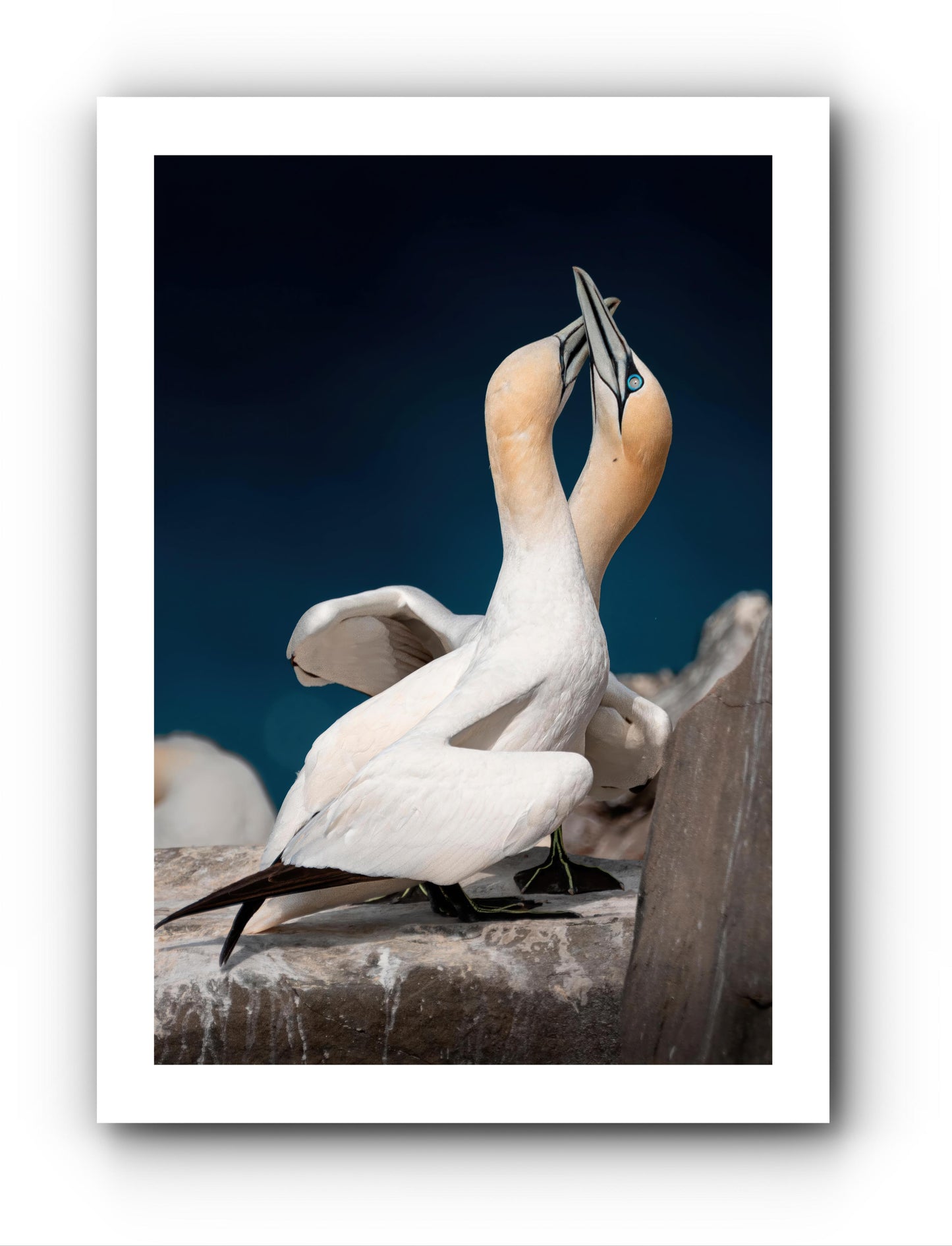 Bise - Carte de souhait