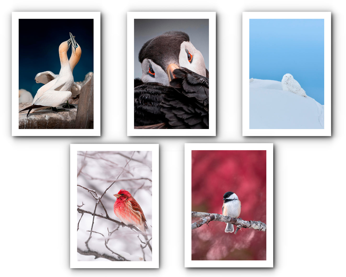 Ensemble de cartes de souhait oiseaux (5)