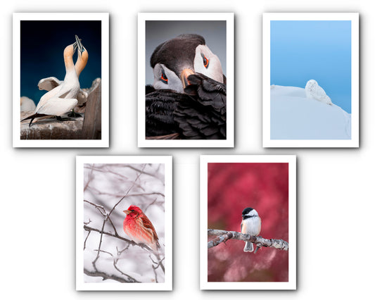 Ensemble de cartes de souhait oiseaux (5)