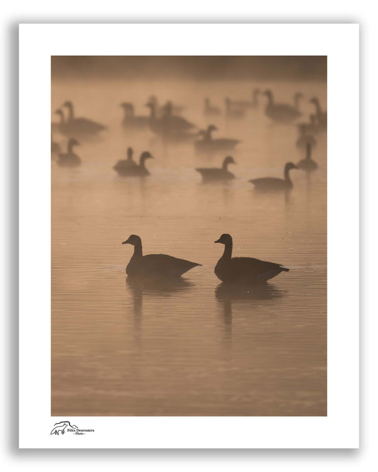 Silhouettes
