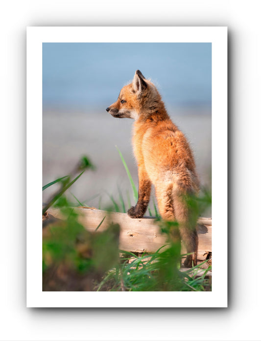 Explorateur - Carte de souhait