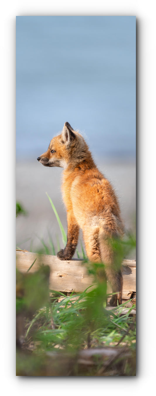 Explorateur - Signet