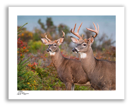 Saison des couronnes