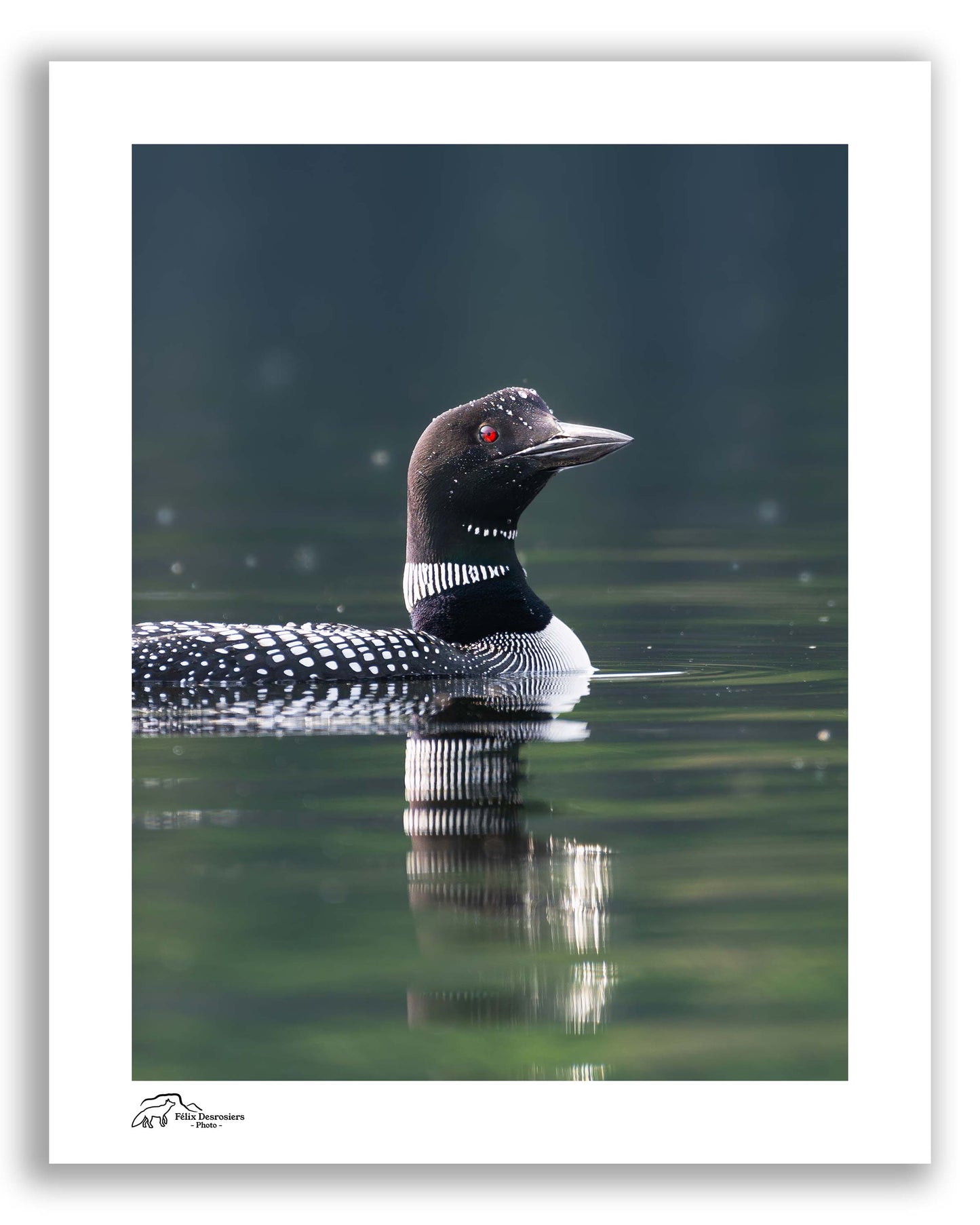 Dans l'oeil du huard