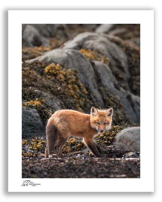 Renard marin