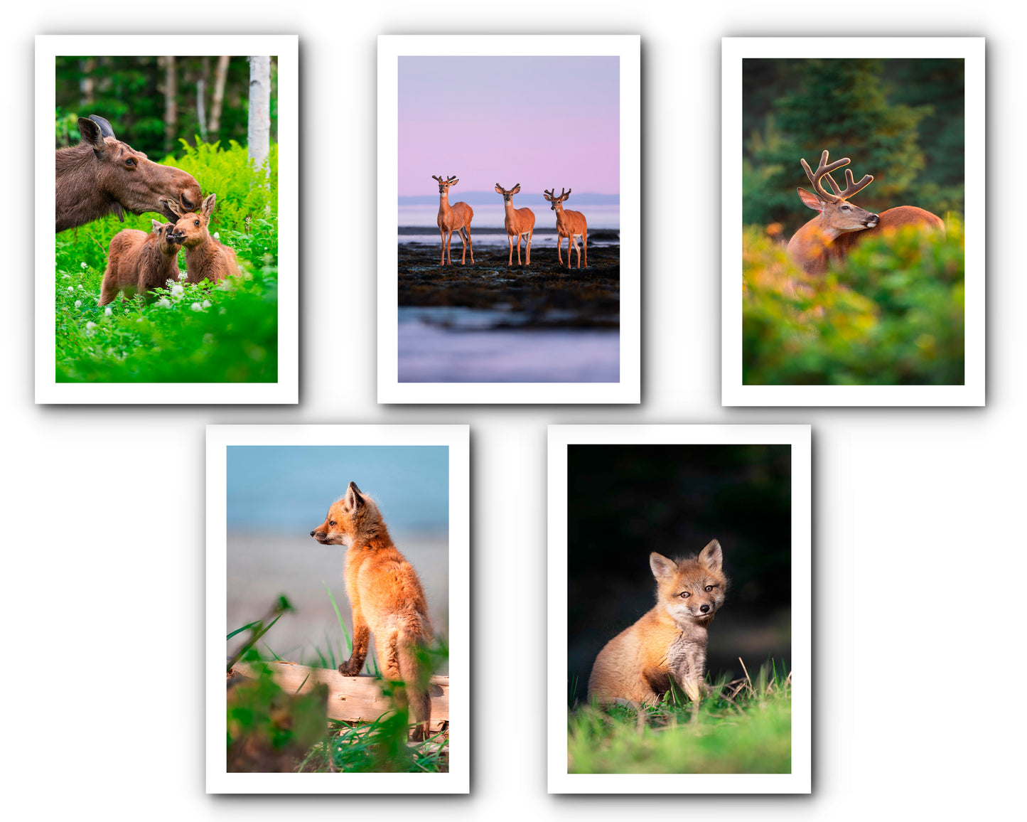 Ensemble de cartes de souhait animaux (5)