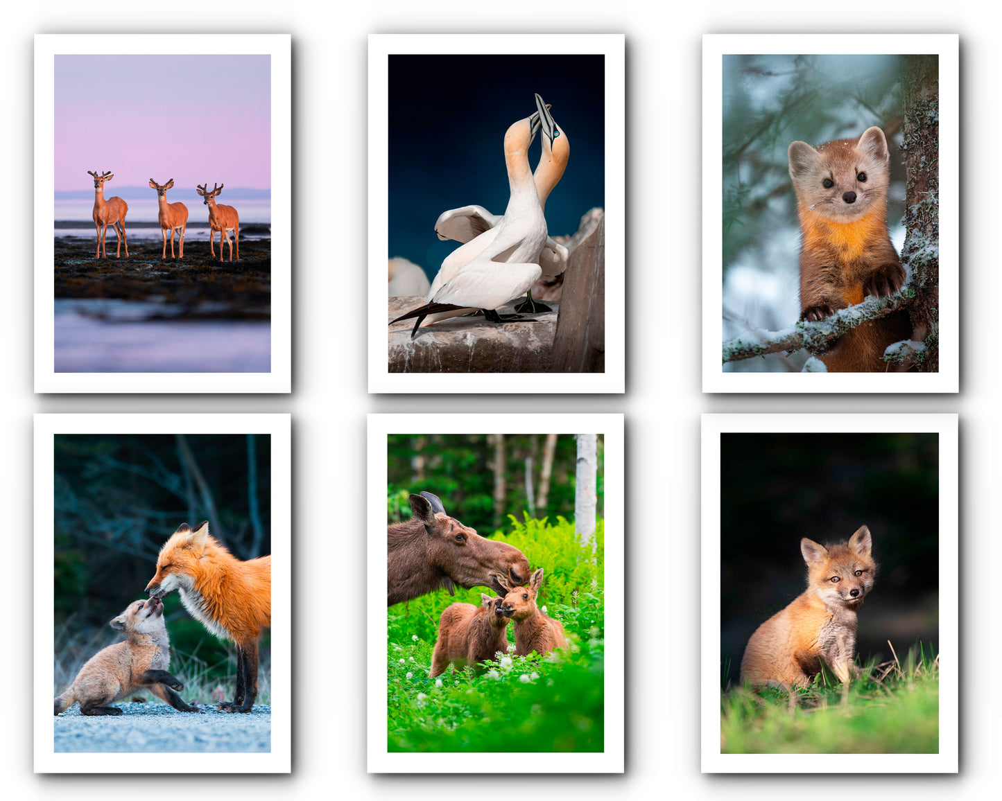 Ensemble de cartes de souhait assorties (15)