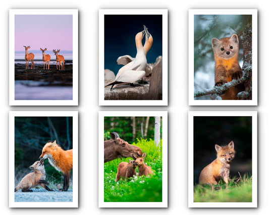 Ensemble de cartes de souhait assorties (15)