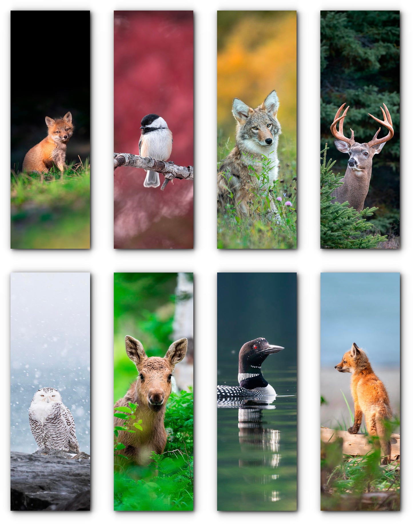 Ensemble de signets assortis (8)