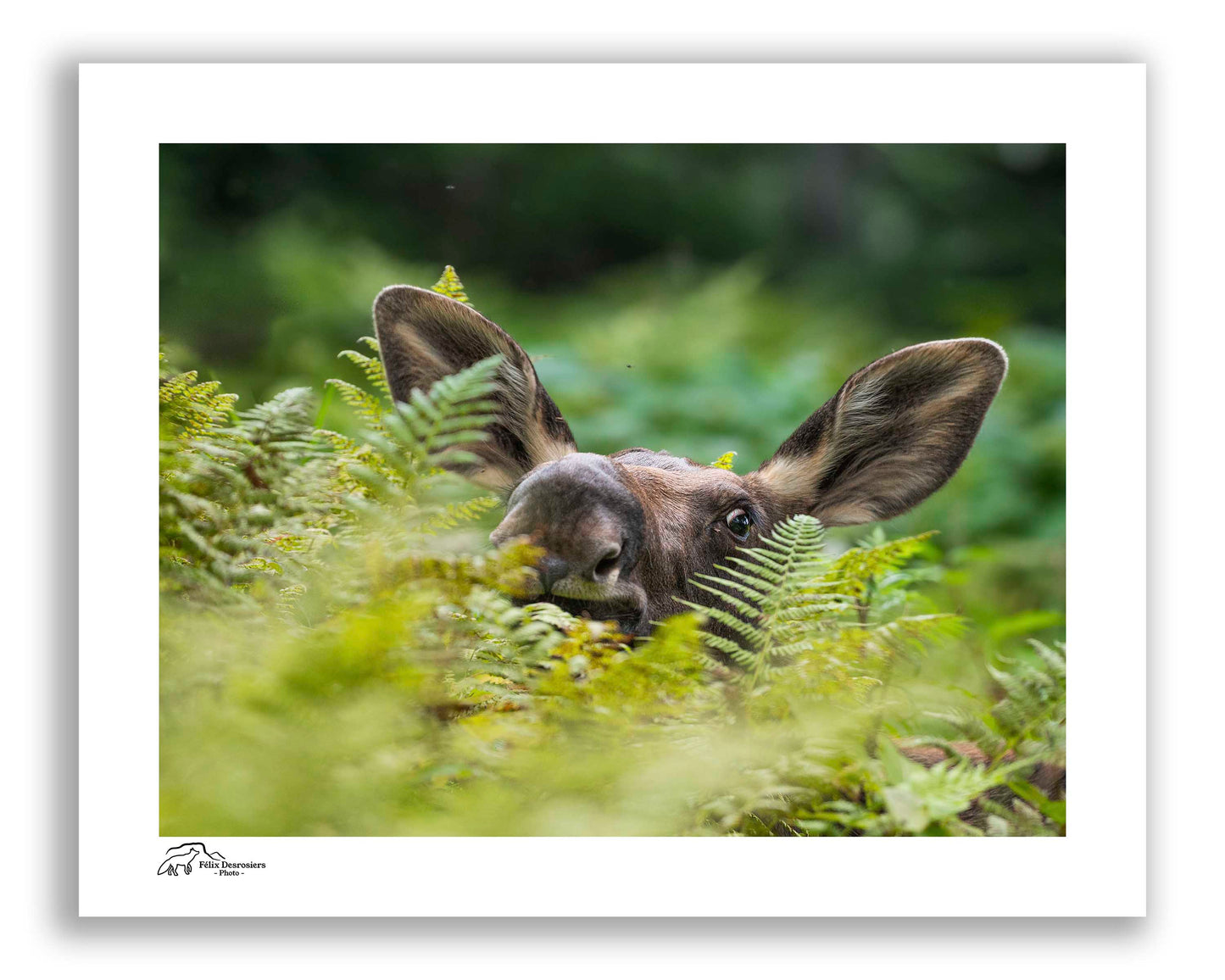 Les oreilles de la forêt