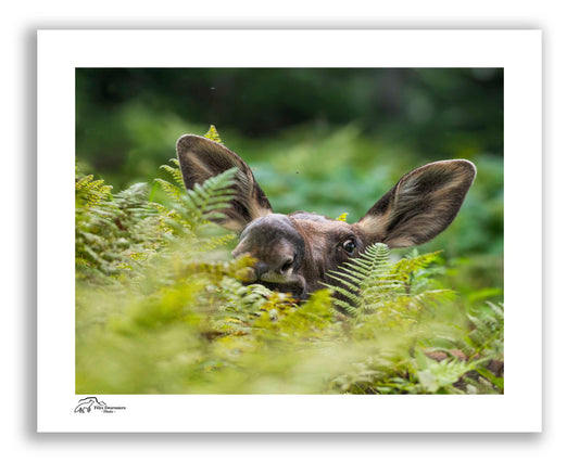 Les oreilles de la forêt