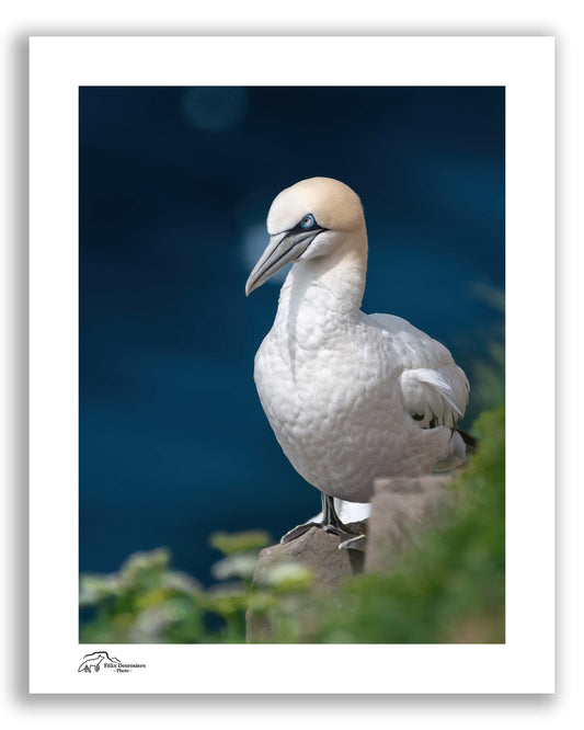 Habitant des falaises