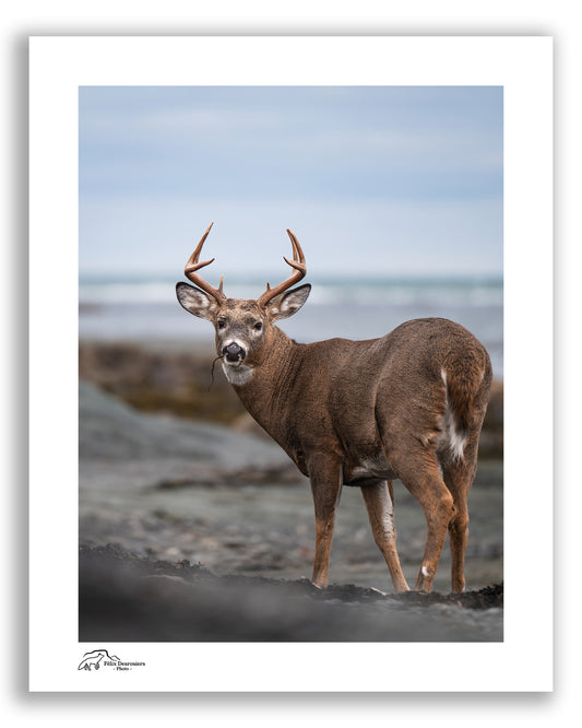 Buck des sables - Vertical